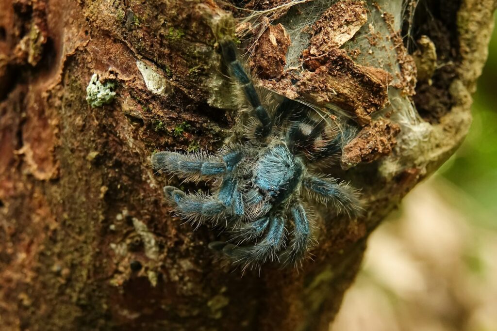 A blue spider crawling on a tree trunk