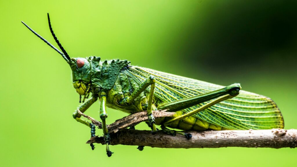 Vibrant green grasshopper perched on a branch