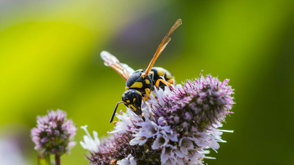 Wasp feeding on purple flowers