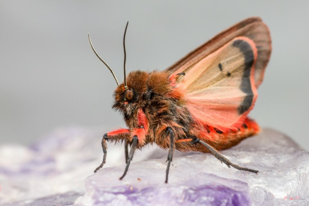 brown and white moth on purple flower