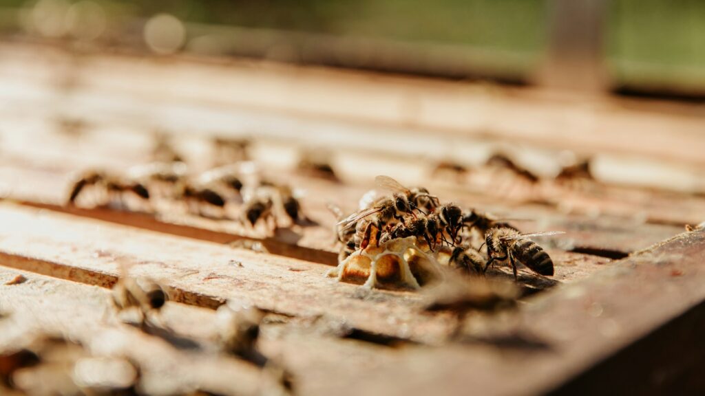 Honeybees on honeycomb in hive