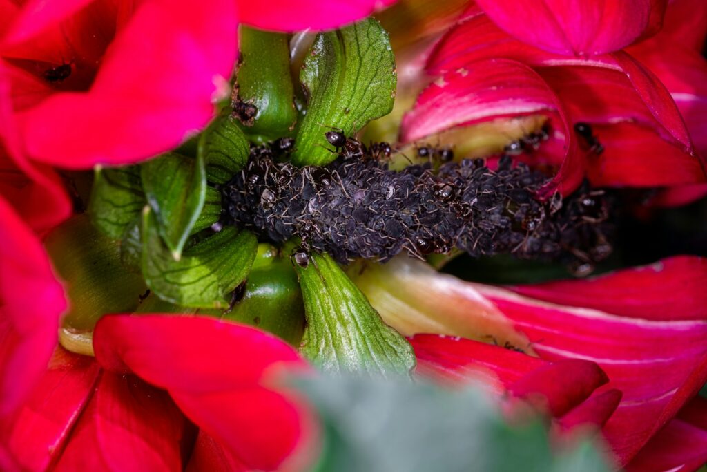 A close up of a bunch of red flowers