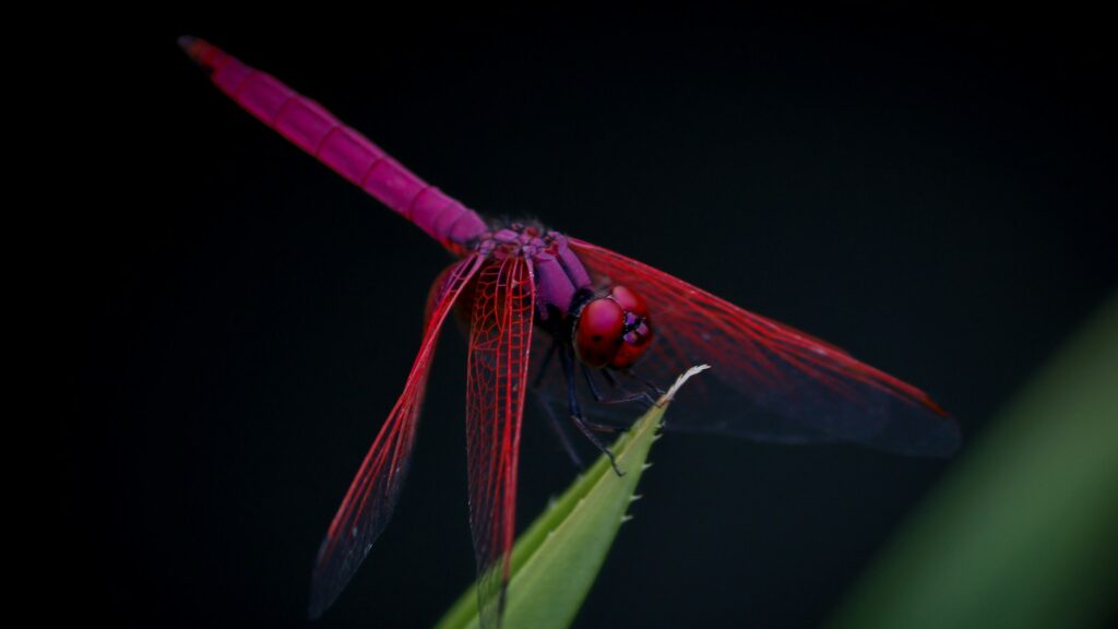 Bright pink dragonfly perched on a green leaf tip.