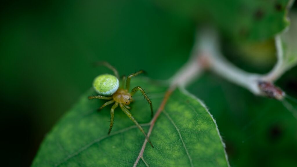 Green orb-weaver spider on leaf.