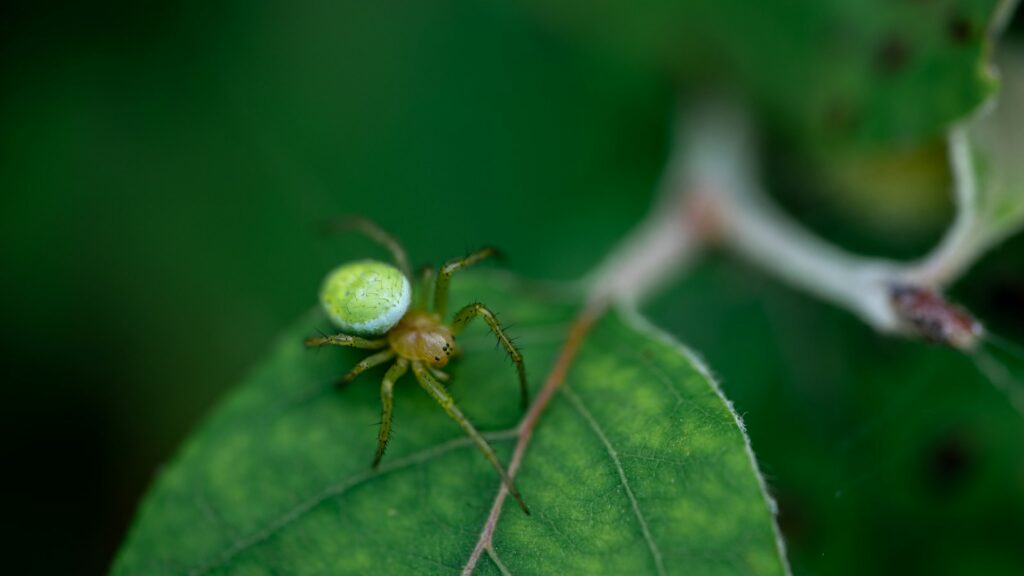 Bright green crab spider perched on a leaf tip