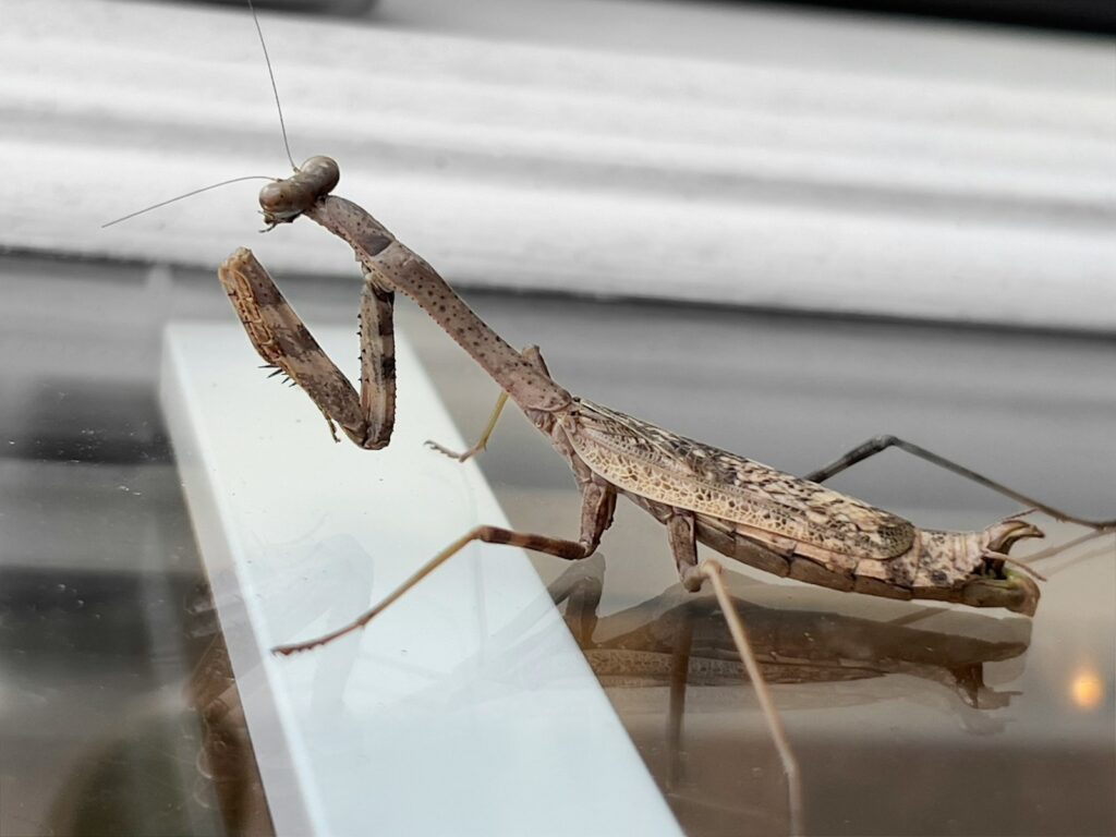 a bug on a glass surface