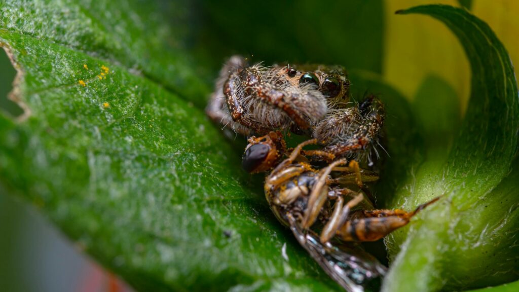 A jumping spider clutching a wasp on a green leaf