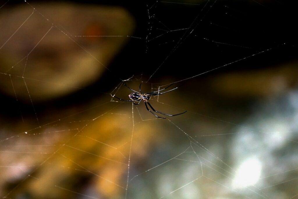 a close up of a spider on its web