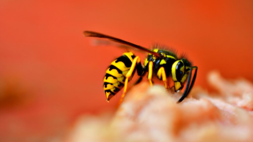 Close-up of a yellow jacket wasp feeding on a light surface with a vivid orange background