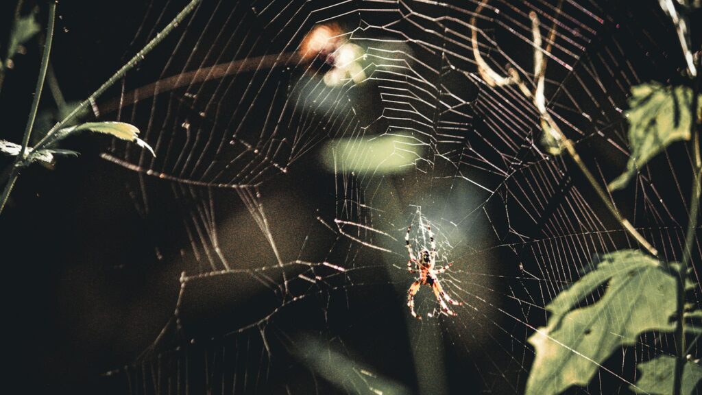 Spider centered in a delicate web stretched between plants in dim sunlight
