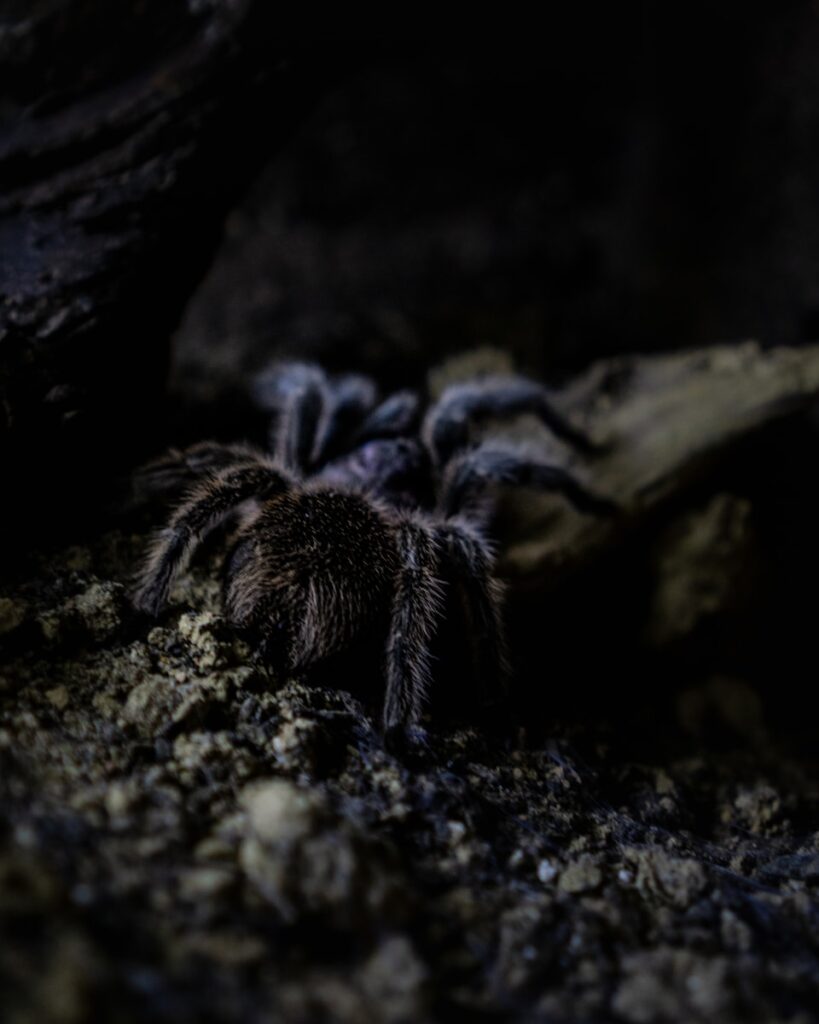 Dark tarantula crawling over rocky ground.