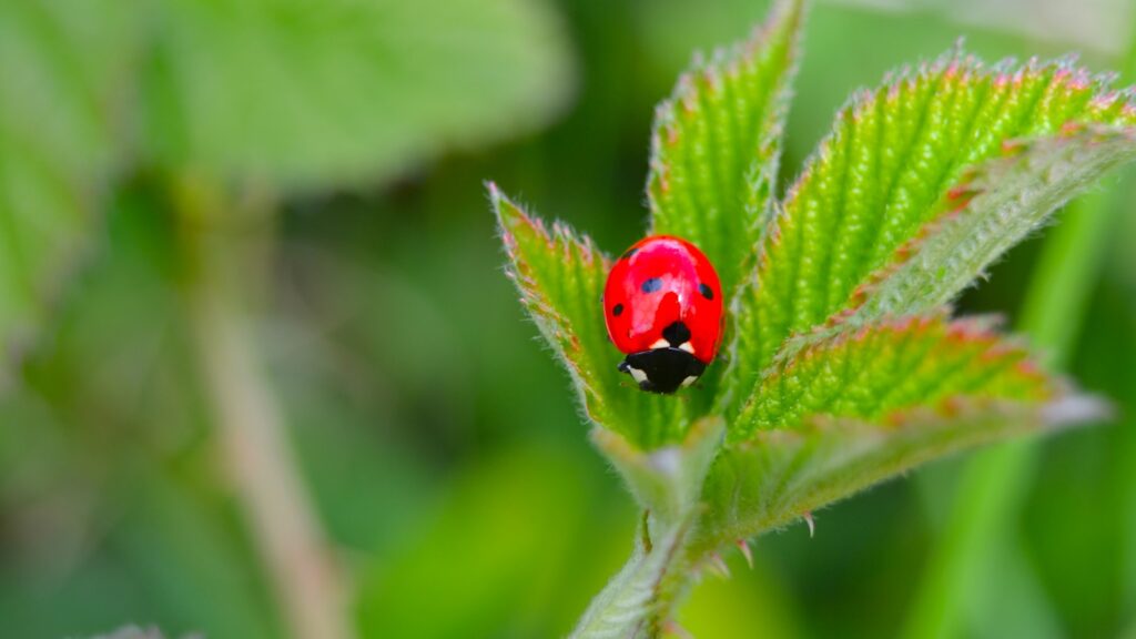 Bright red ladybug on fresh green leaf