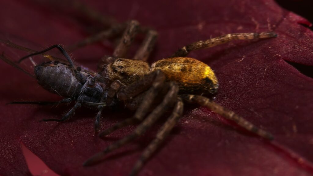 Yellow-orange spider feeding on prey atop a dark red leaf