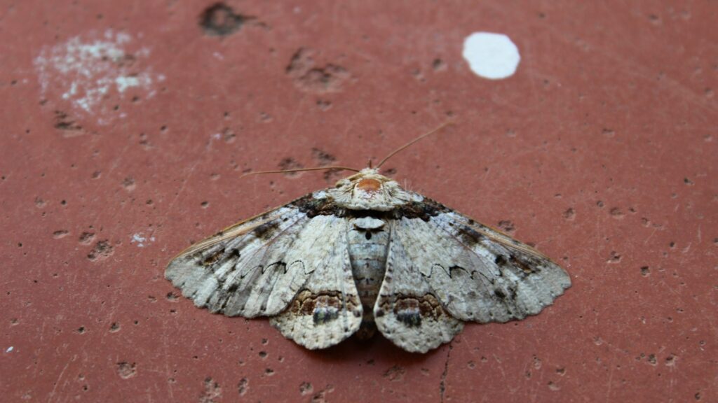 Grey patterned moth resting on a red concrete surface.