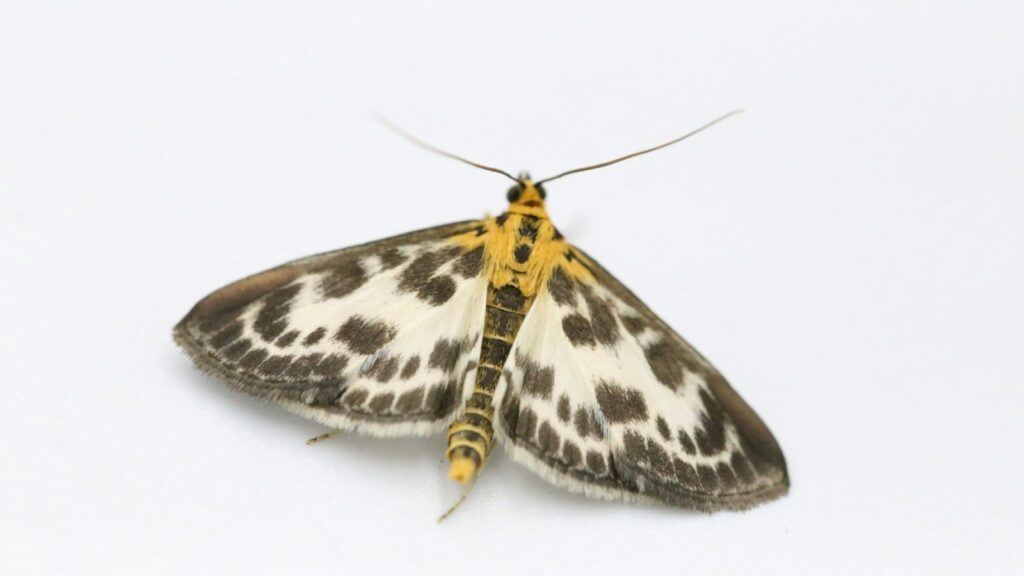 Moth with yellow body and black-and-white patterned wings resting on a white surface.