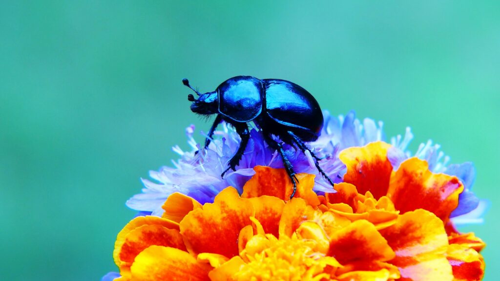 Blue beetle on bright flowers