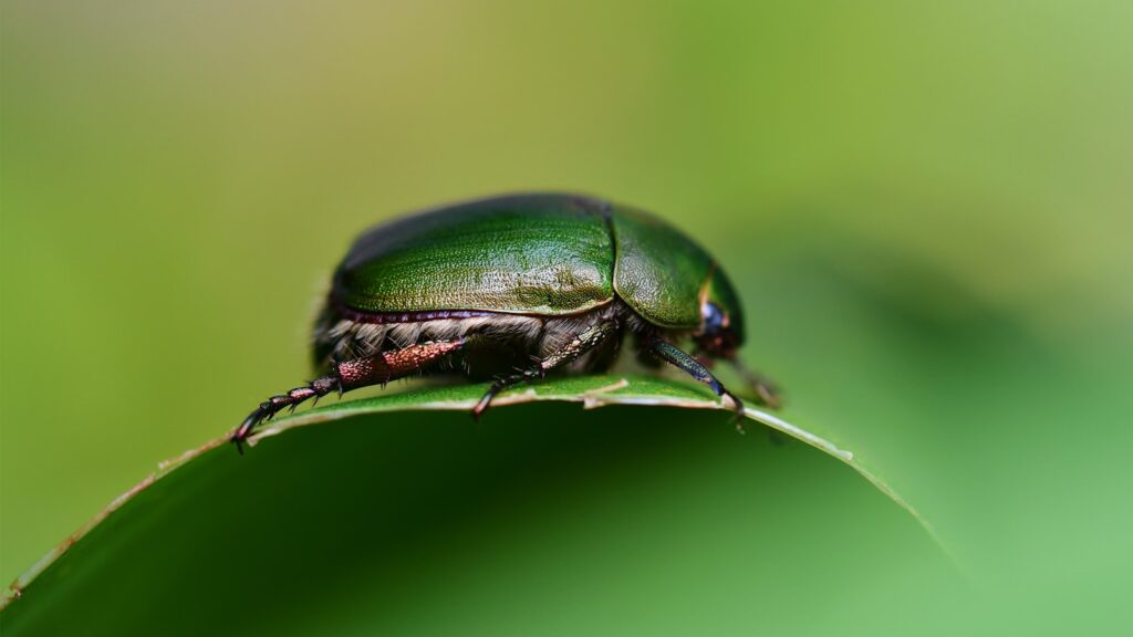 Green beetle perched on a leaf edge, alert and ready to use passive or active defense strategies.