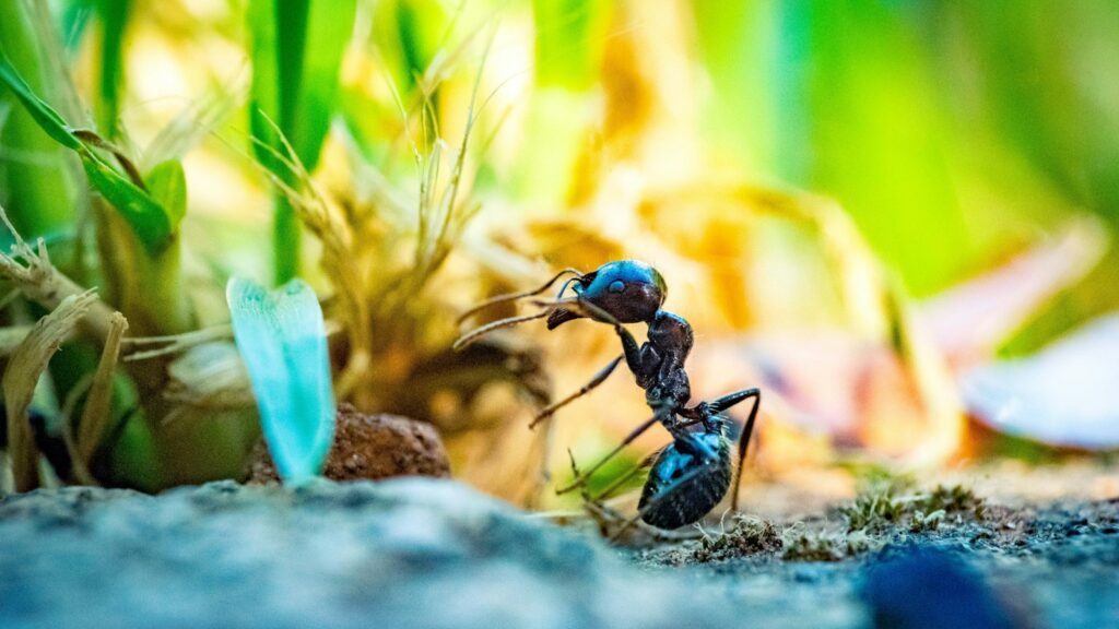 Bulldog Ant (Myrmecia pyriformis) with large jaws