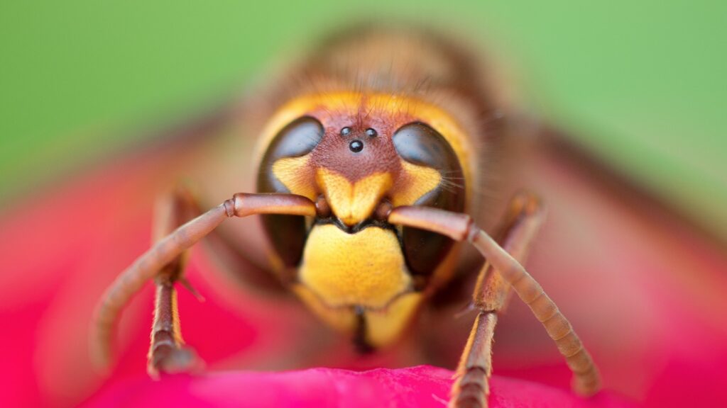 Macro shot of a hornet's face with sharp yellow and brown details.
