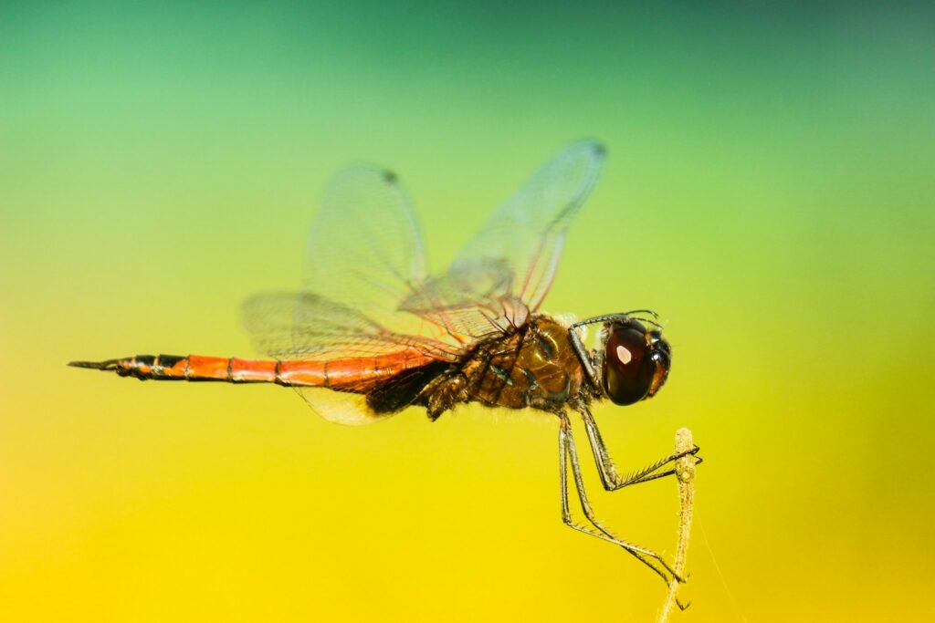 Close-up of a dragonfly perched with wings extended on a colorful gradient background.