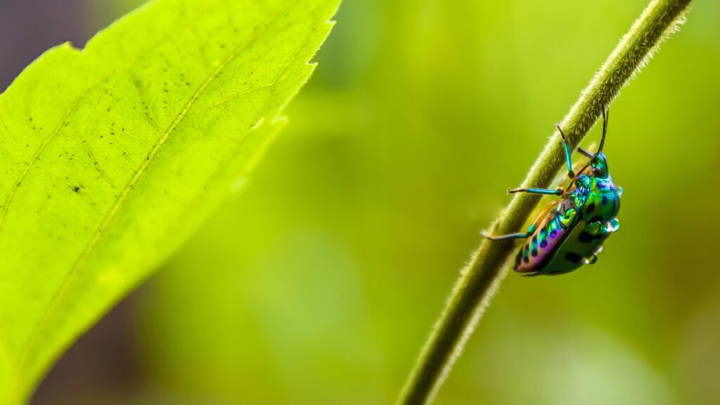 Colorful jewel beetle clinging to a green plant stem