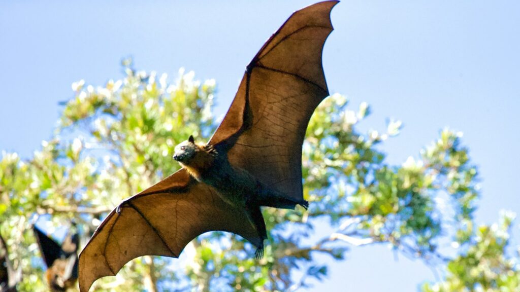 Flying bat with outstretched wings against a background of trees and blue sky