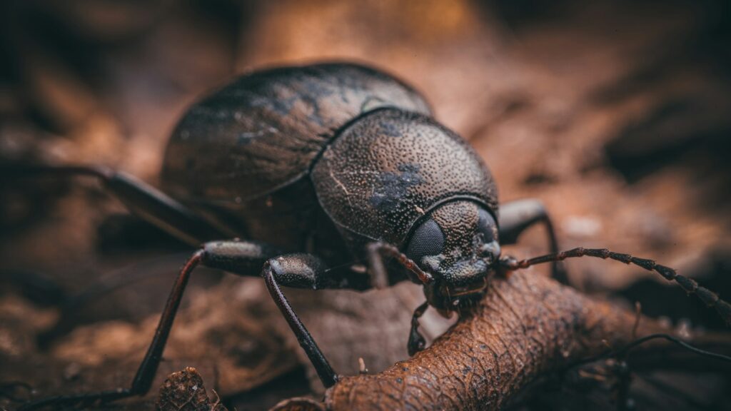 Close-up of a textured black beetle on forest floor