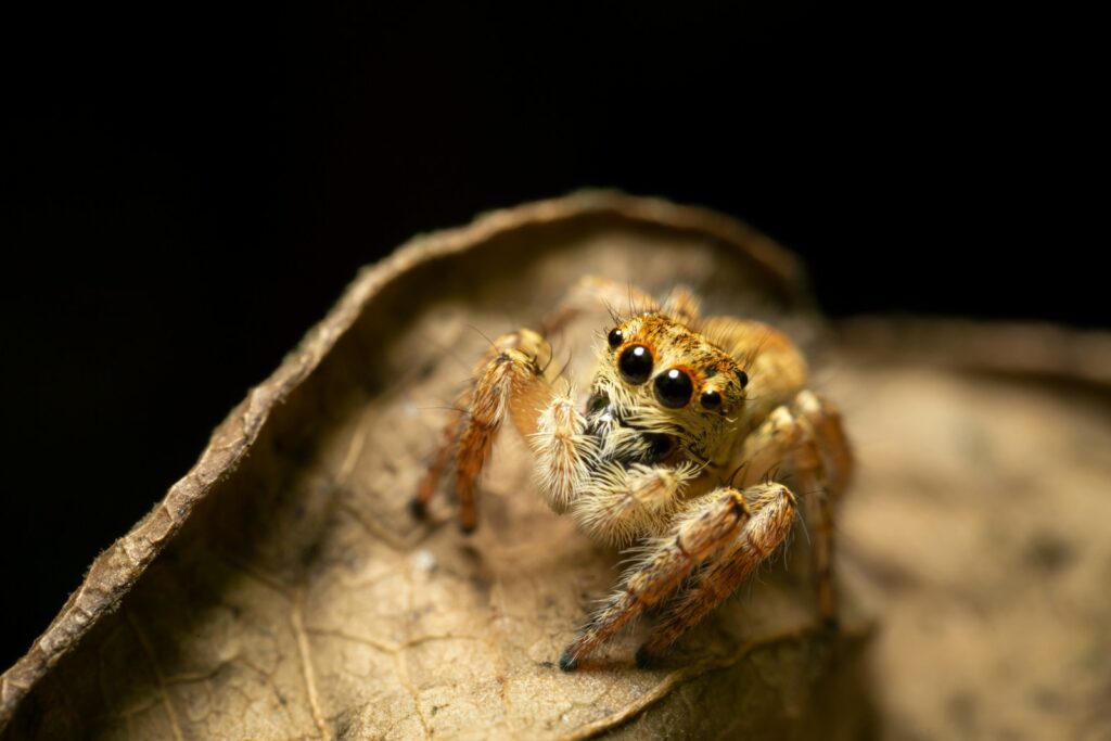 a spider on a branch