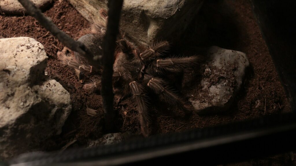 Tarantula nestled in a terrarium with rocks and soil