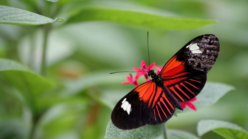 Red and black butterfly on pink flower
