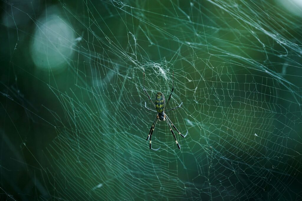 A spider sits in its web in the middle of a forest