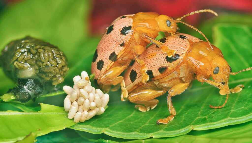 Mating Mexican Bean Beetles