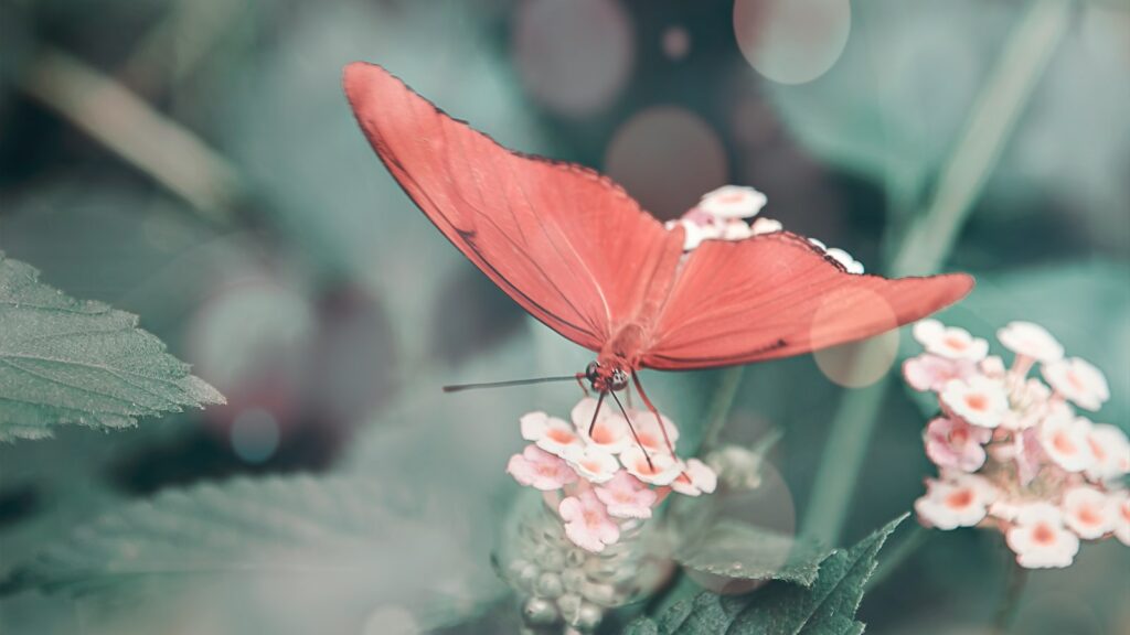 Bright red butterfly perched on soft pink flowers