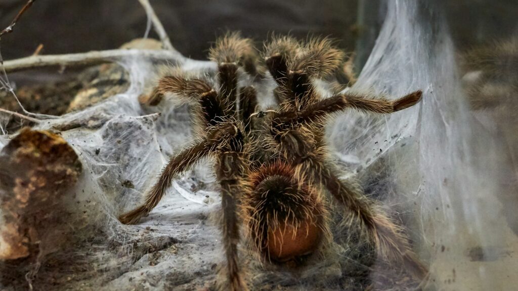 Hairy tarantula resting on dense webbing.
