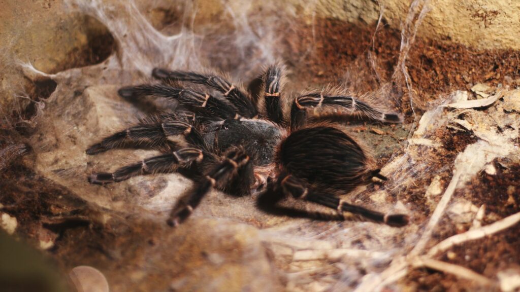 Black tarantula with reddish hairs resting in a silk-lined burrow