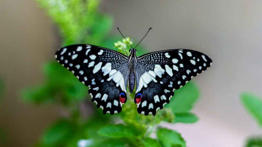 Black butterfly with white spots and red accents on green leaves