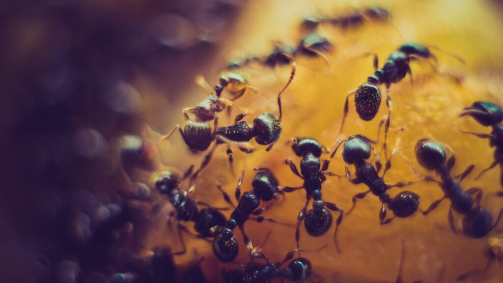 Close-Up of Ants Feasting on Fruit