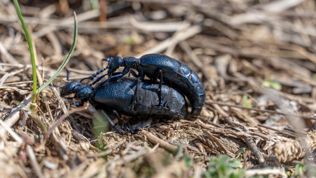 Two dark blue beetles mating on dry grass in a natural outdoor habitat.