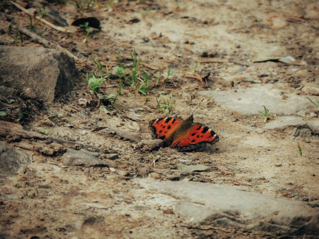 a red and black butterfly sitting on the ground