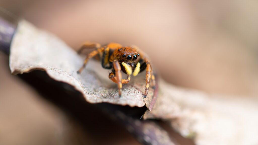 Orange jumping spider with yellow fangs on a dry leaf.