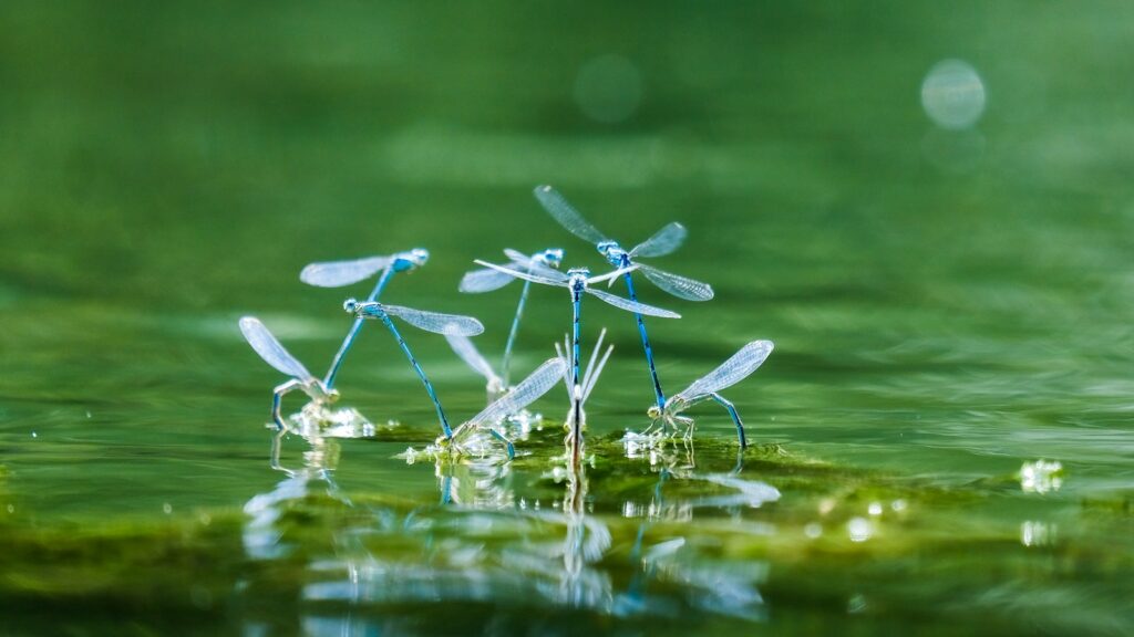 Blue damselflies resting on mossy water surface