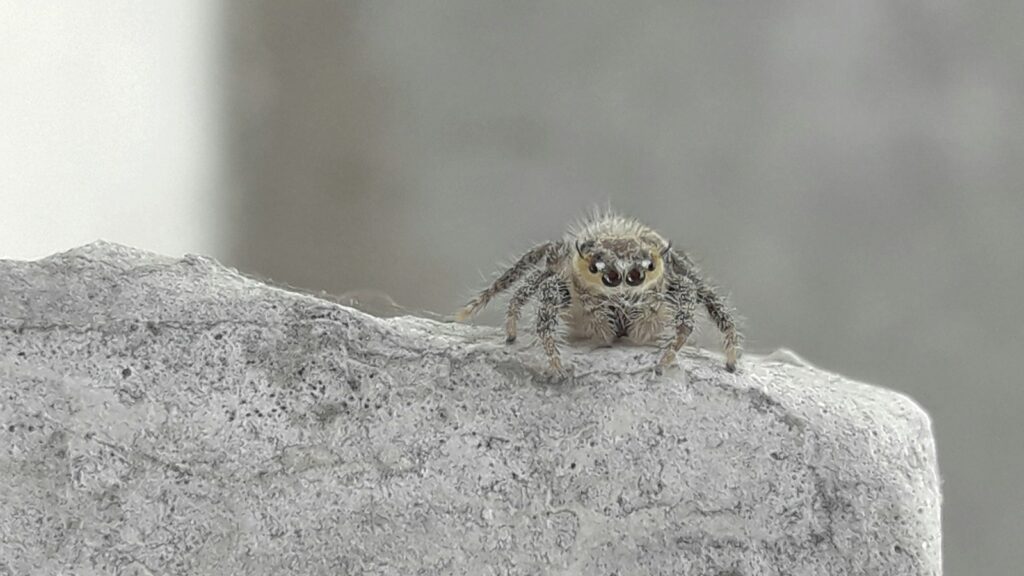 Fuzzy jumping spider on a concrete edge.