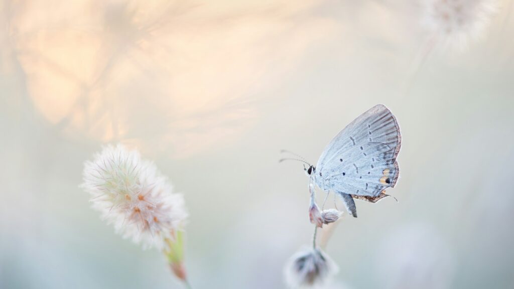 Soft blue butterfly perched on a delicate wildflower in pastel light