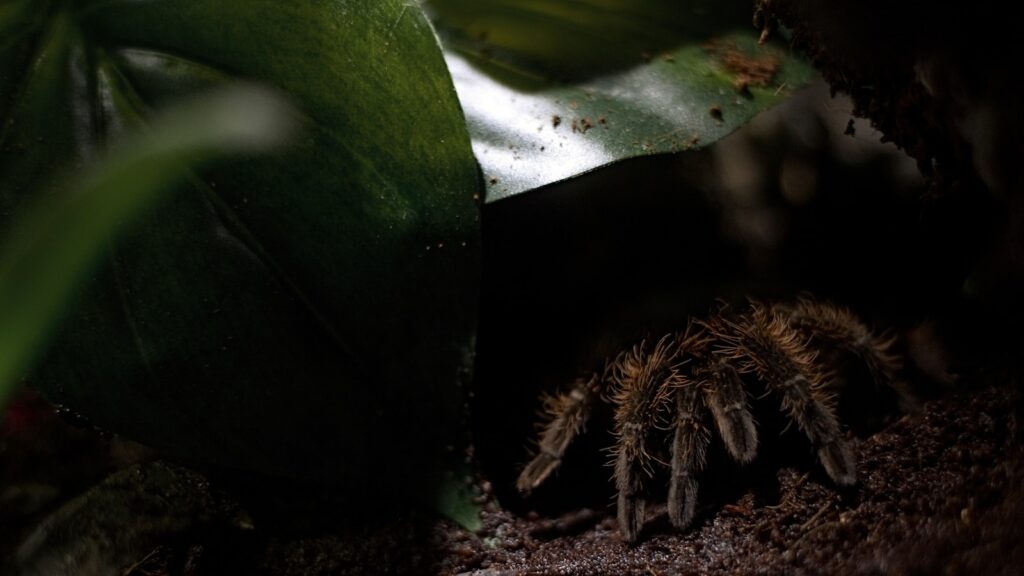 Tarantula hiding beneath a large green leaf.