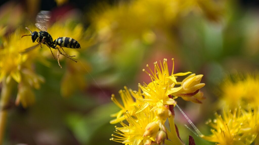 Wasp flying toward vibrant yellow flowers in a garden.