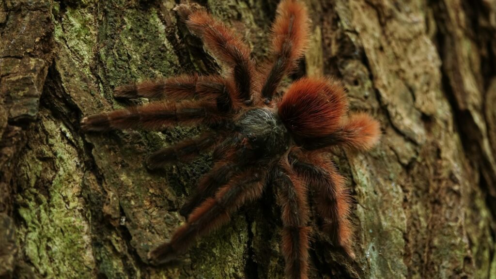 Hairy tarantula with red hairs on tree bark