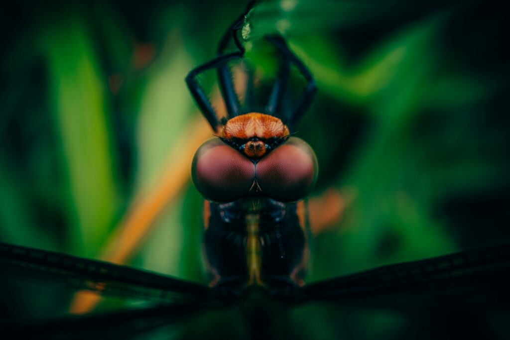 brown and black insect on green leaf