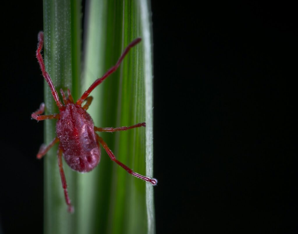 shallow focus photography of red spider