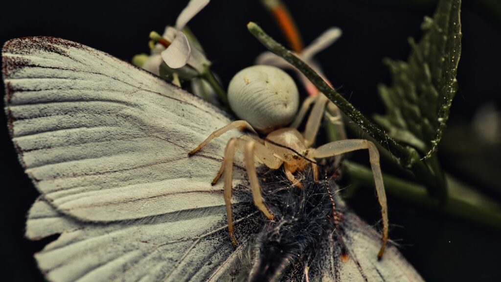 White crab spider capturing a butterfly on a flower
