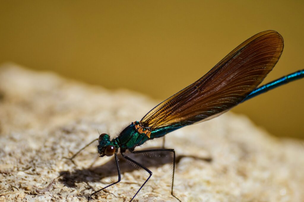 a close up of a dragon fly on a rock